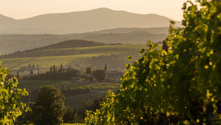 Tenuta Luce