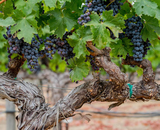 Schrader Cellars