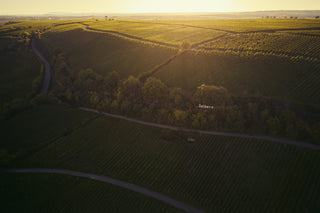 Weingut Kühling-Gillot