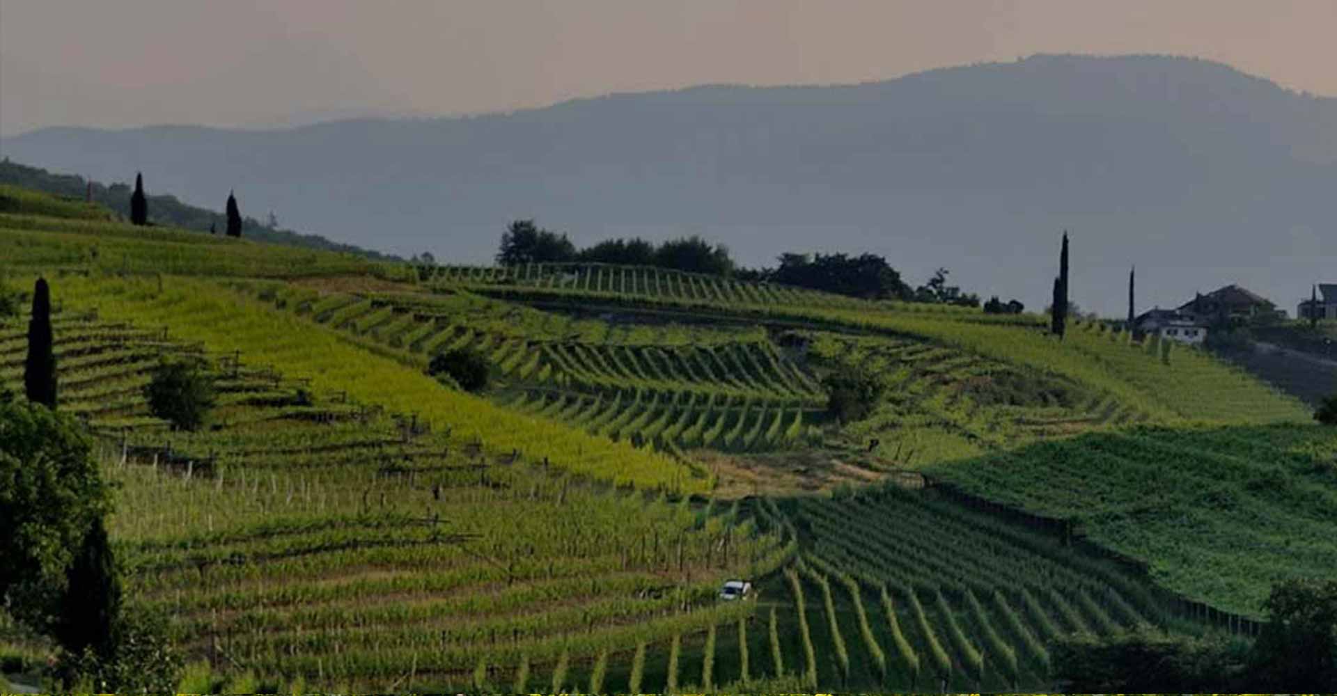 Angelo Gaja Vintage Grapes GmbH