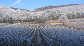 Domaine Harmand-Geoffroy