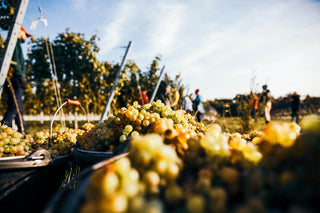 Weingut Philipp Kuhn