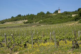 Nicolas Potel