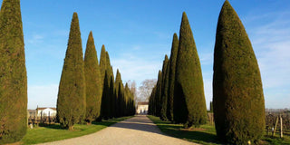 Château Trotanoy