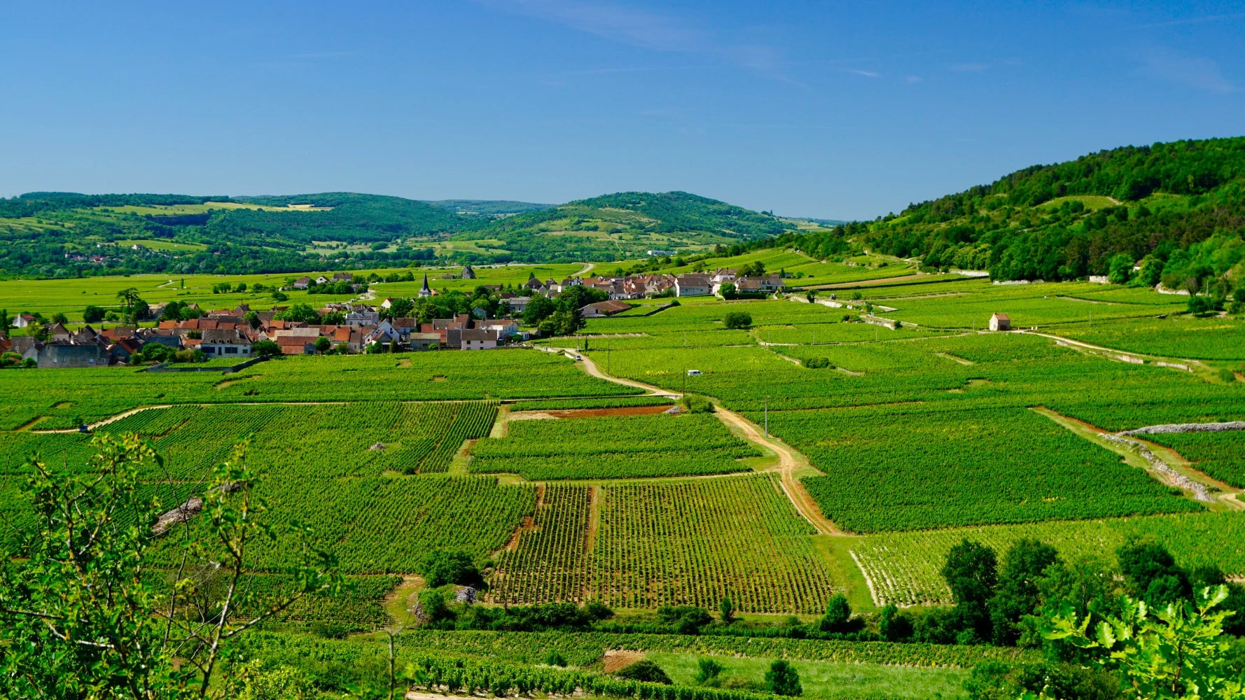 Domaine Ramonet | Vintage Grapes GmbH