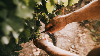 Weingut Bassermann-Jordan